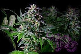 LaPlata Labs Seeds Big White Regular