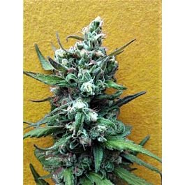 Breaking Buds Seeds Big Whoop Auto Feminized