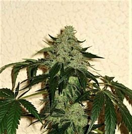 Karma Squad RoadDawg Regular Cannabis