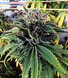 Gage Green Seeds Breakout Regular