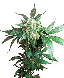 Sensi Seeds Black Domina Feminized