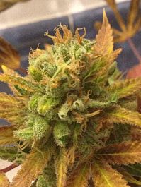 Cream Of the Crop Seeds Black Gold Auto Feminized