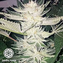 Bodhi Seeds Black Raspberry Regular
