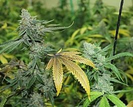Bodhi Seeds Black Triangle Regular