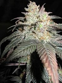 BC Bud Depot The Black Regular