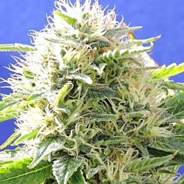 Original Sensible Seeds Black Destroyer Feminized