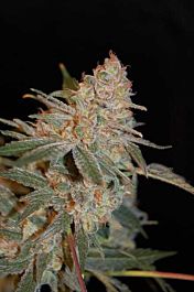 Advanced Seed Banks Black Diesel Feminized
