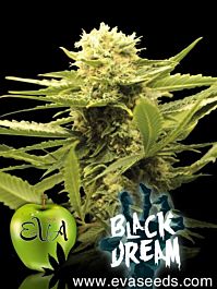 EVA Female Seeds Black Dreams Feminized