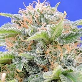 Original Sensible Seeds Black Gum Feminized