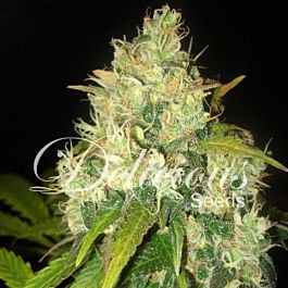 Delicious Black Russian Feminized