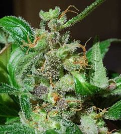 Female Seeds Black Sugar Feminised