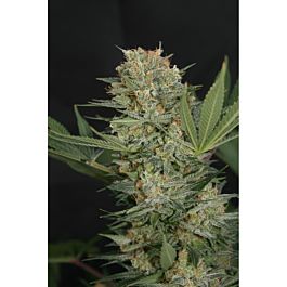Lineage Genetics Black Alpha Feminized