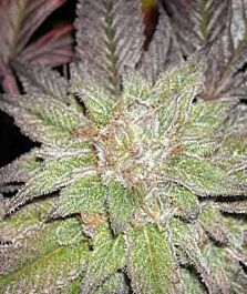 Apothecary Genetics Blackberry Regular