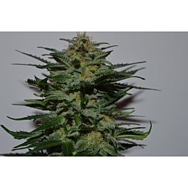 Lineage Genetics Blackberry Auto Feminized