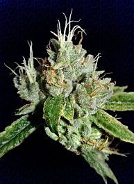 Big Buddha Black Cheese Feminised