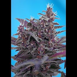 Sweet Seeds Black Cream Auto Feminised