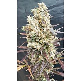 Lineage Genetics Black Devils OG Feminized
