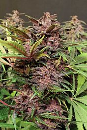 Exotic Seed Black Haze Auto Feminized