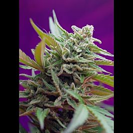 Sweet Seeds Black Jack Auto Feminised