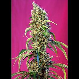 Sweet Seeds Black Jack CBD Feminized