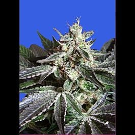 Sweet Seeds Black Jack Feminised