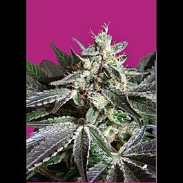 Sweet Seeds Black Jack F1 Fast Version Feminised