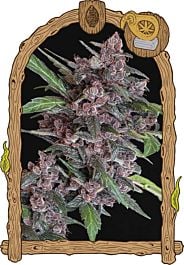 Exotic Seed Black Lemon Auto Feminized