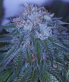 Archive Seeds Black Out Regular