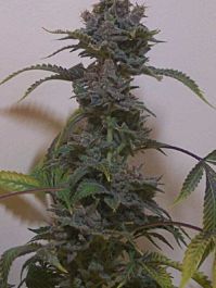 Hazeman Seeds Black Russian Regular