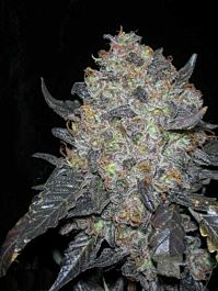 Cali Connection Blackwater Feminized