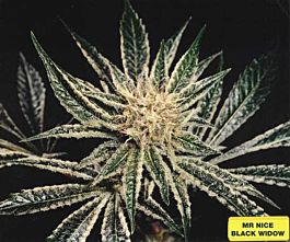 Mr Nice Seedbank Black Widow Regular