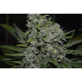 Lineage Genetics Black Zombie Feminized
