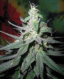 British Columbia  Seeds CO Blaze Regular