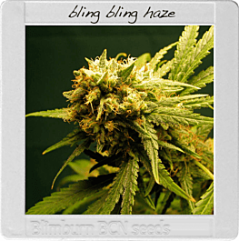 BlimBurn Seeds Bling Bling Haze Feminized