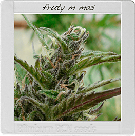 BlimBurn Seeds Fruity M Mas Feminized