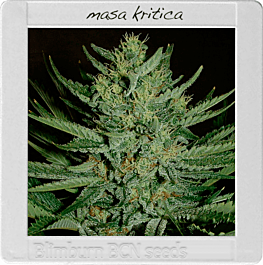BlimBurn Seeds Masa Crítika Feminized