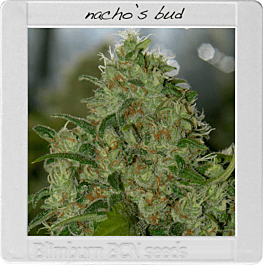 BlimBurn Seeds Nacho's Bud Feminized