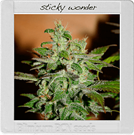 BlimBurn Seeds Sticky Wonder Feminized