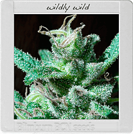 BlimBurn Seeds Wildy White Feminized