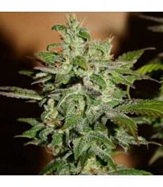 BlimBurn Seeds Automatic Kid Feminized