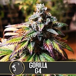 BlimBurn Seeds GG 4 Auto Feminized