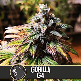 BlimBurn Seeds Gorilla G4 Feminized