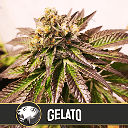 BlimBurn Seeds Gelato Feminized