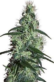 SEEDMAKERS Blizzard Feminized