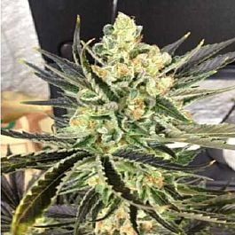 Bodhi Seeds Blood Orange Regular