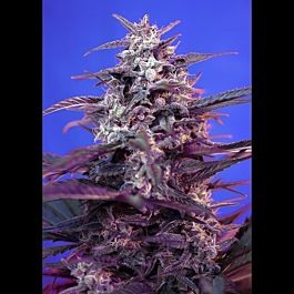 Sweet Seeds Bloody Skunk Auto Feminized