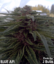 Apothecary Genetics Blue Afi Regular