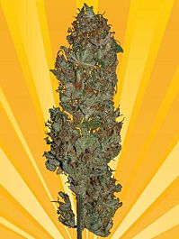 Freedom of Seeds Blue Angel Feminized
