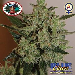 Big Buddha Blue Cheese Feminised