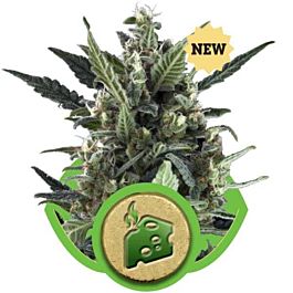 Royal Queen Seeds Blue Cheese Automatic Feminized